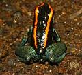 phyllobate vittatus 02
